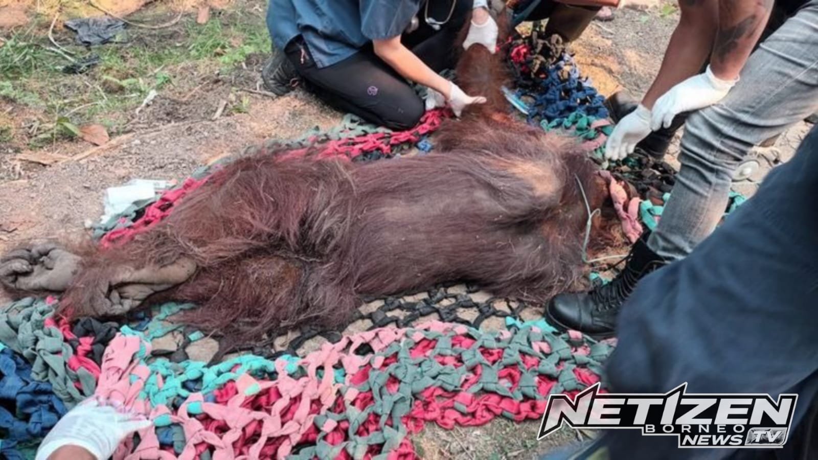 Orangutan Jantan Ditemukan Lemah di Kebun Sawit Ketapang, Dievakuasi BKSDA dan YIARI